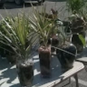 Meet your Posher, Growing